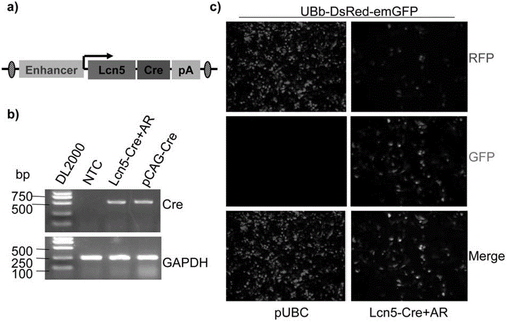 Transgenic constructs and their application in the preparation of epididymal head gene conditional knockout mouse model