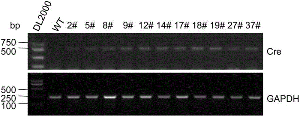 Transgenic constructs and their application in the preparation of epididymal head gene conditional knockout mouse model