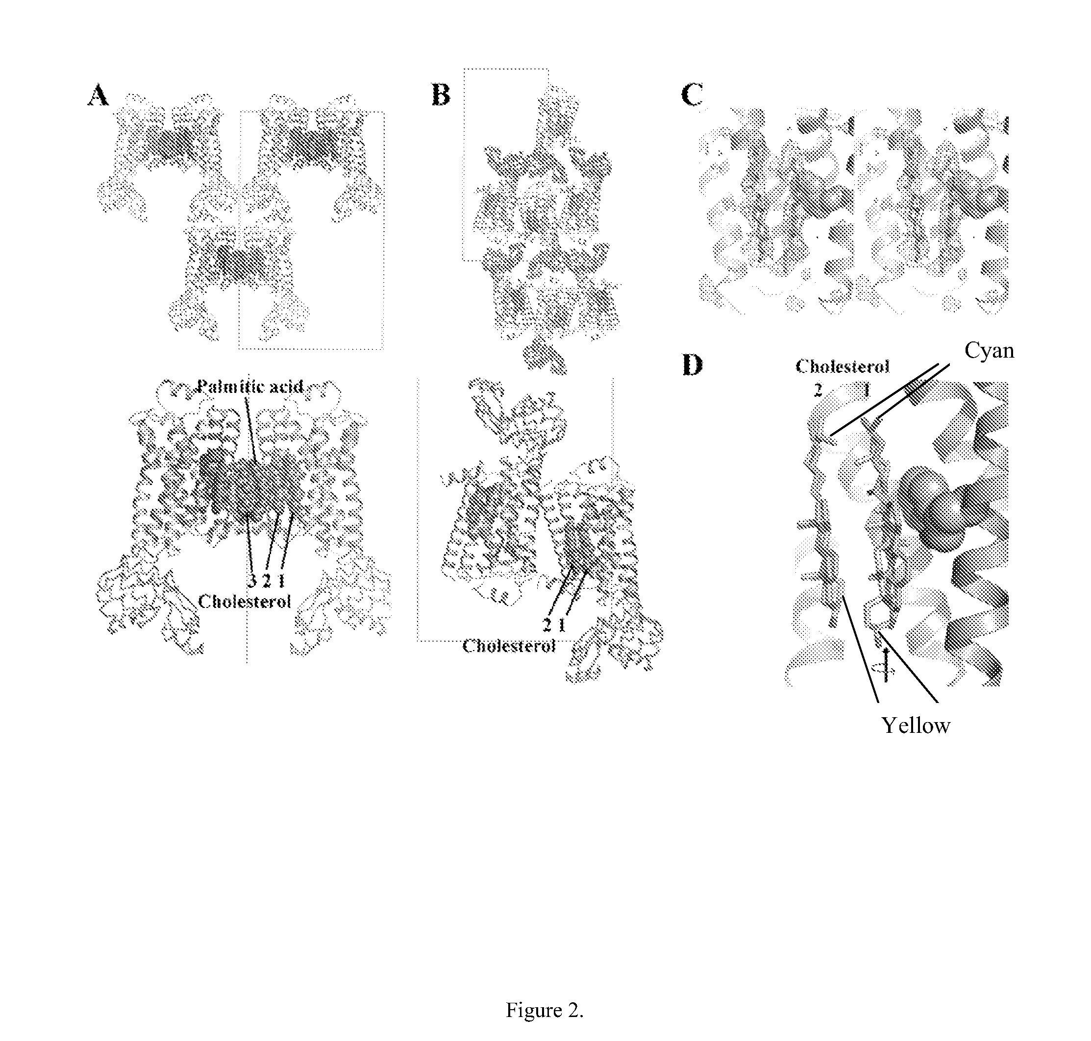 Cholesterol consensus motif of membrane proteins