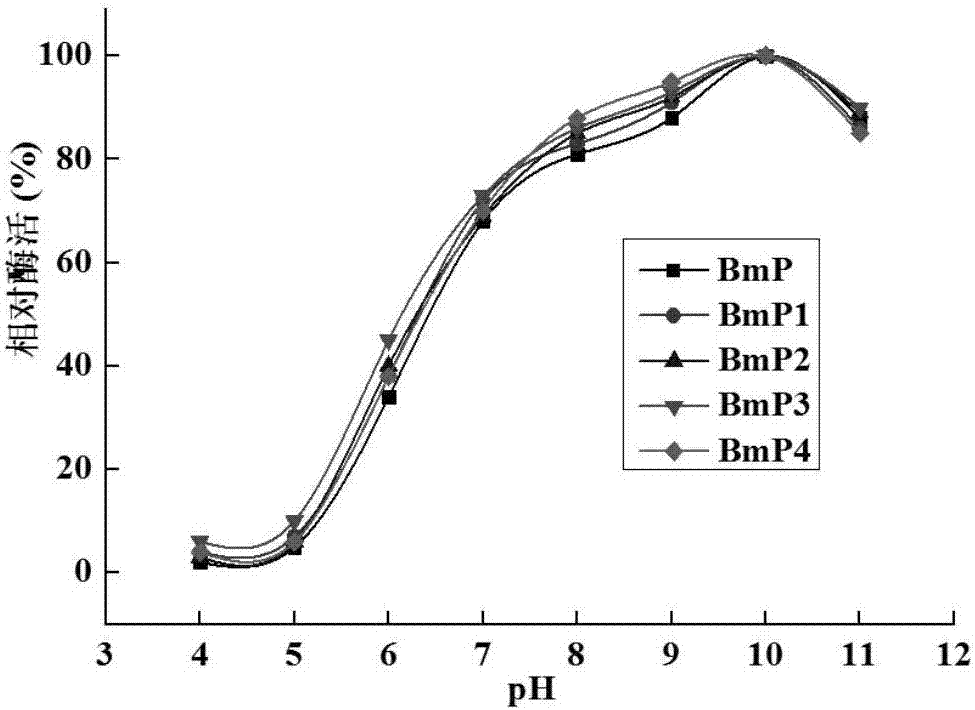 Alkaline protease BmP mutants with improved thermal stability and genes and application thereof