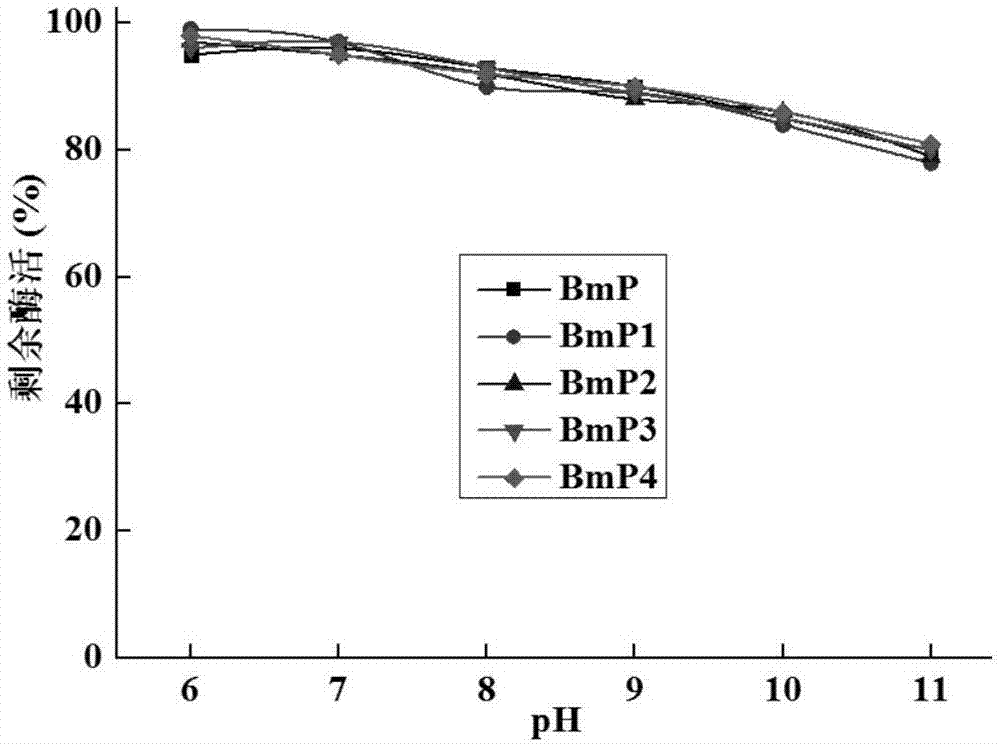 Alkaline protease BmP mutants with improved thermal stability and genes and application thereof