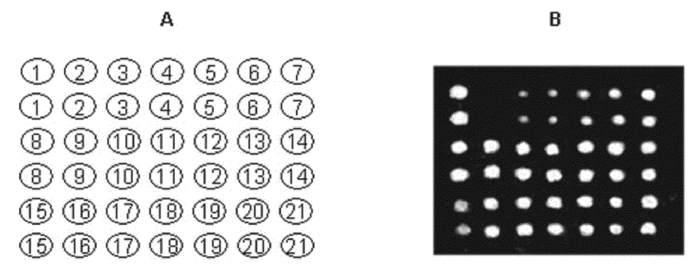 Addressable antibody arrays and methods of use