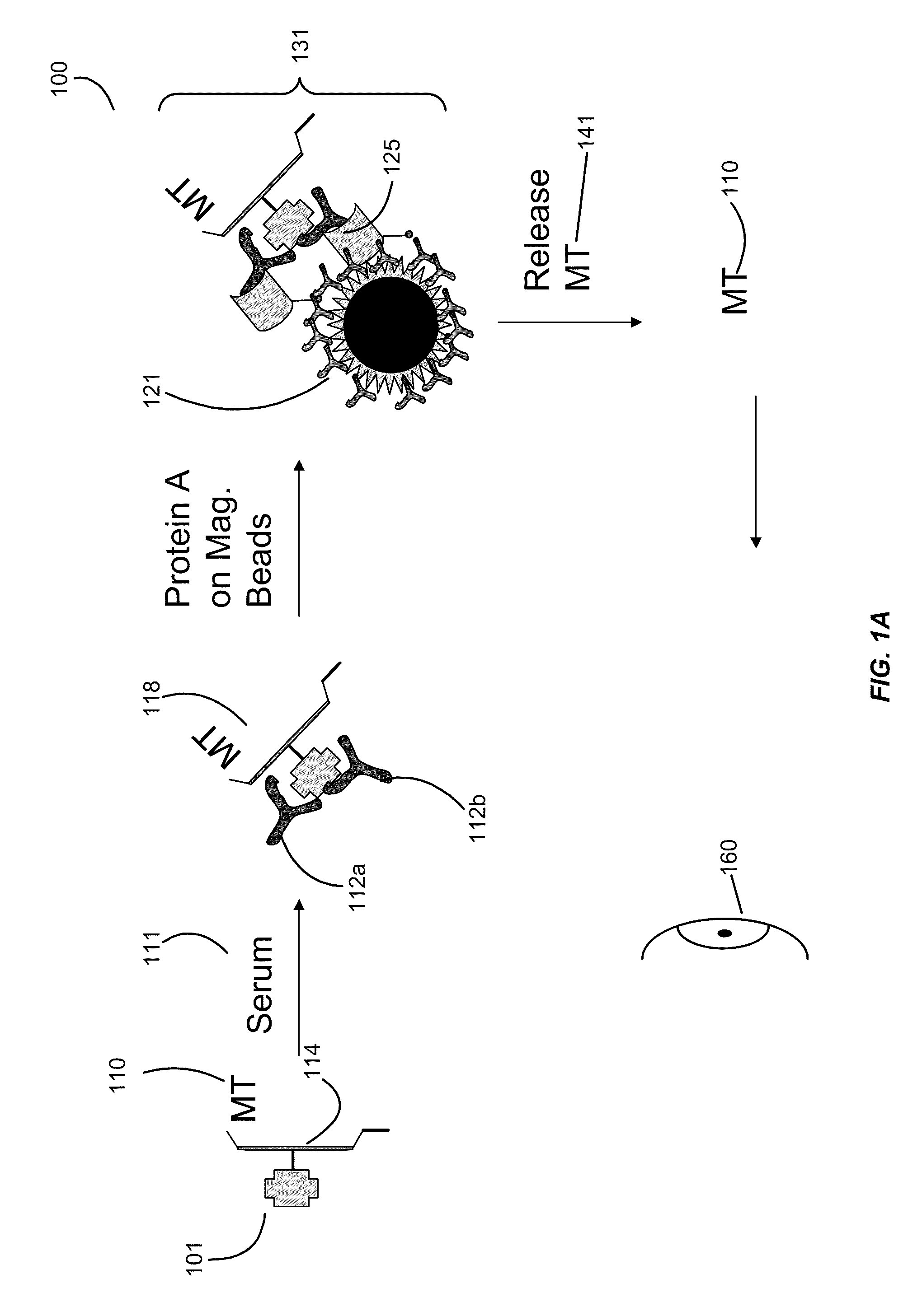 Addressable antibody arrays and methods of use