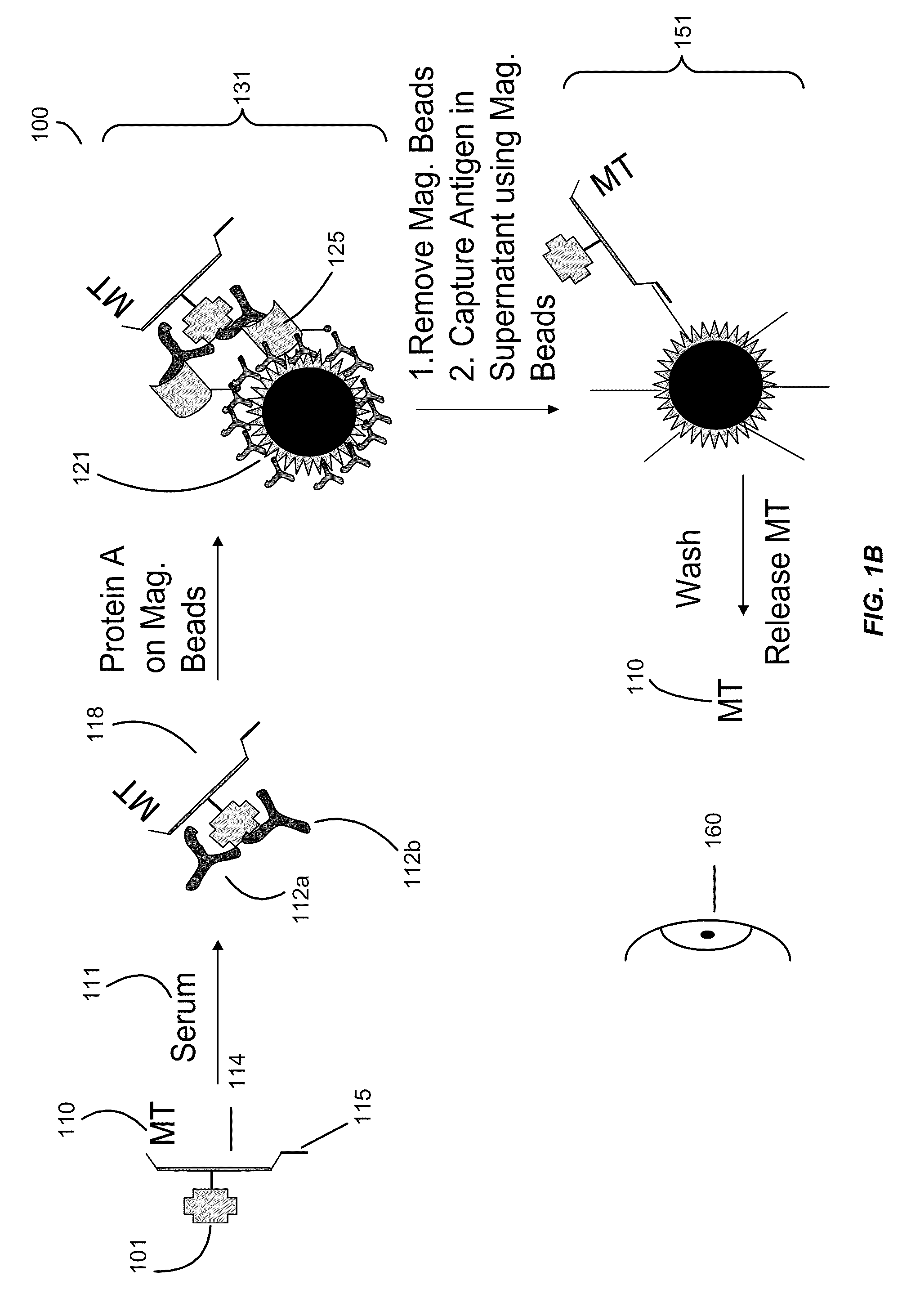 Addressable antibody arrays and methods of use