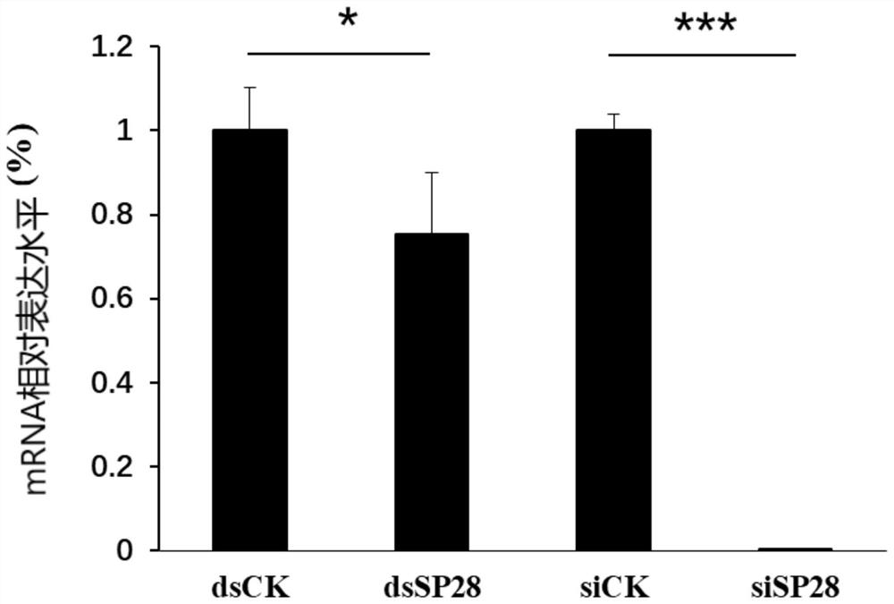 siRNA designed on basis of periplaneta americana male eperythrozoon reproduction related gene SP28 as well as preparation method and application of siRNA