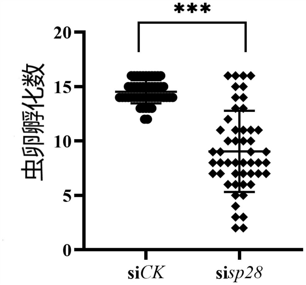 siRNA designed on basis of periplaneta americana male eperythrozoon reproduction related gene SP28 as well as preparation method and application of siRNA