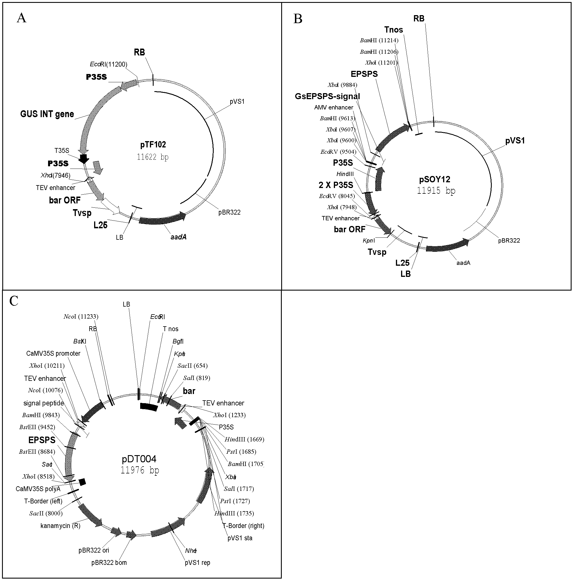 Rapid preparation method of dicotyledonous plant transgenic acceptor