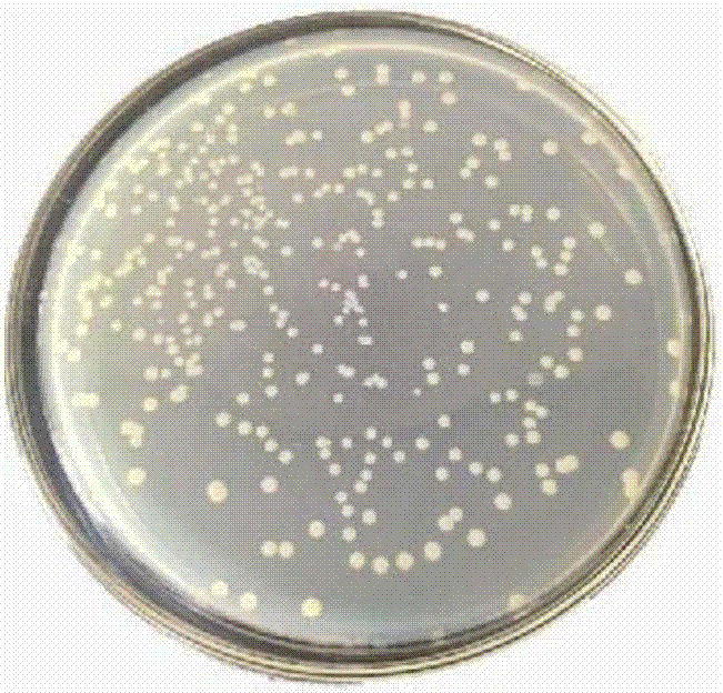 Aeromonas strain R1, preparation method of aeromonas strain and application of aeromonas strain in algae lysing and microcystin degradation