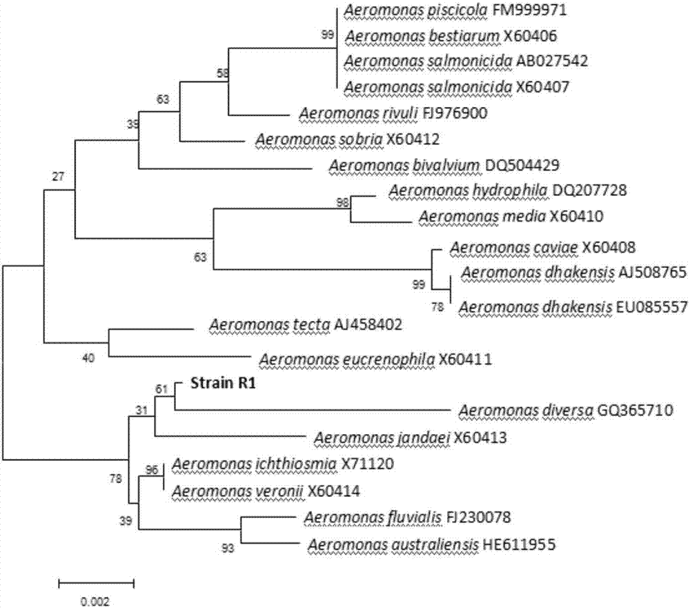 Aeromonas strain R1, preparation method of aeromonas strain and application of aeromonas strain in algae lysing and microcystin degradation