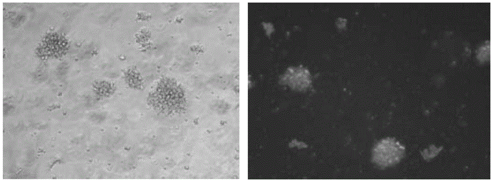 DC cell based on SURVIVIN antigen, targeting immune cell population, preparation method and applications thereof