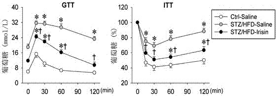 Application of irisin in the preparation of antidiabetic drugs