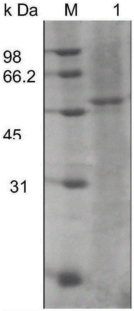 Salt-tolerant esterase, coding gene of salt-tolerant esterase and application of salt-tolerant esterase