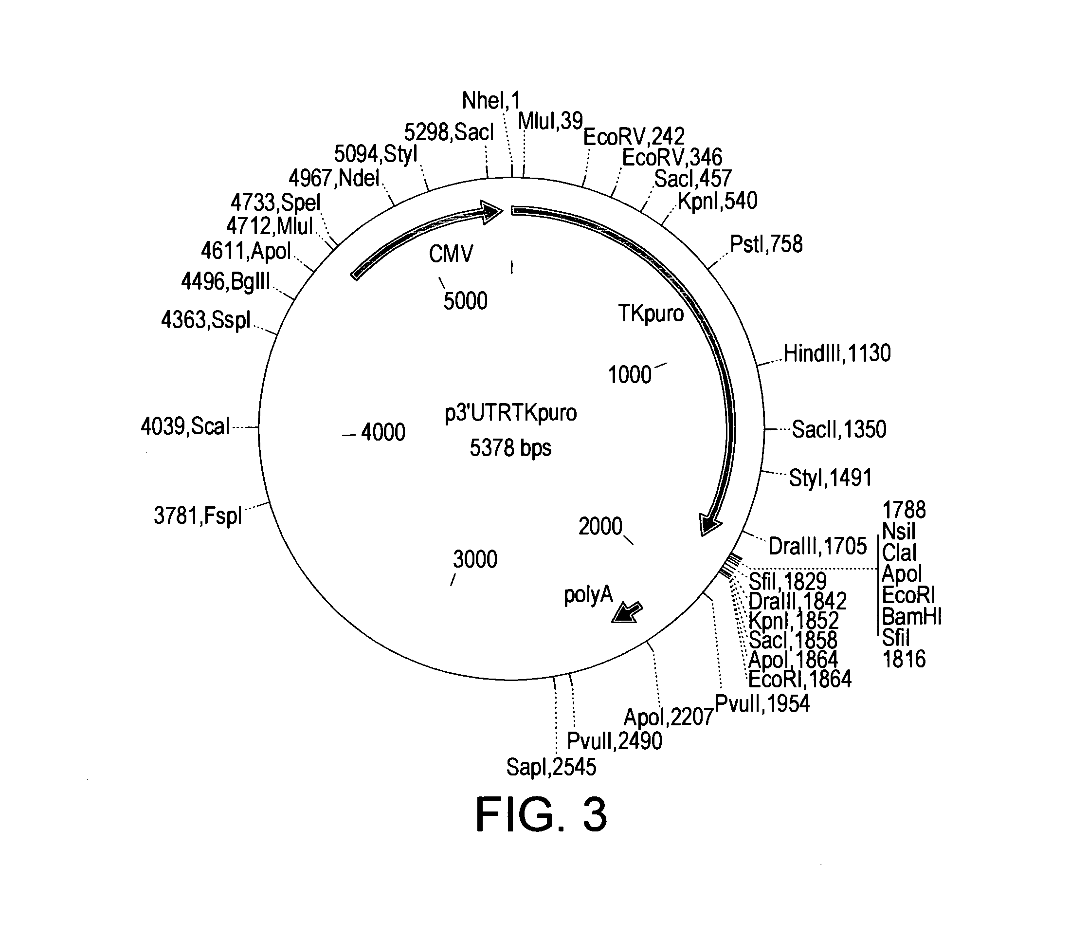 Nucleic Acids and Libraries