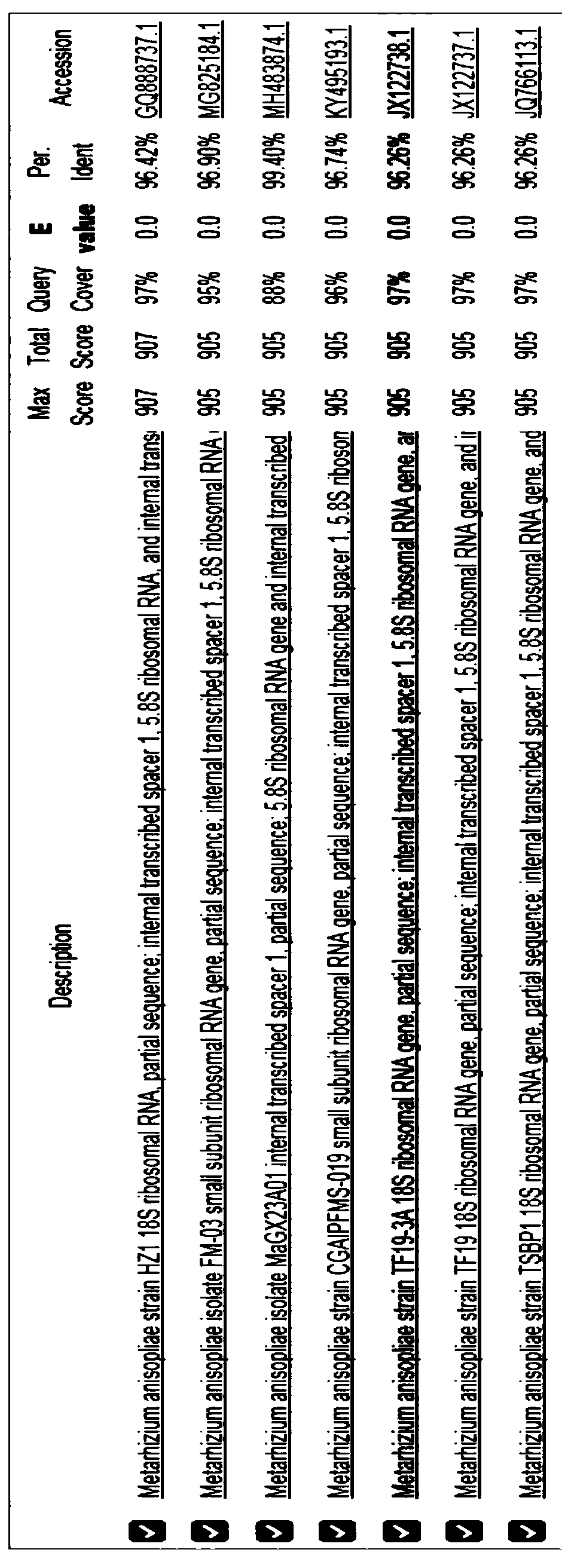 Metarhizium anisopliae strain and application thereof