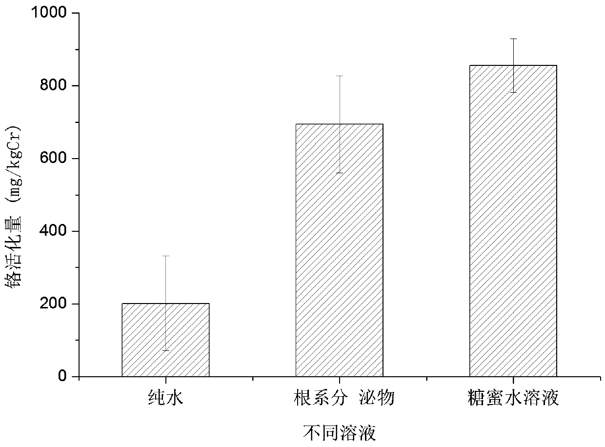 Method for improving phytoremediation efficiency of chromium contaminated soil