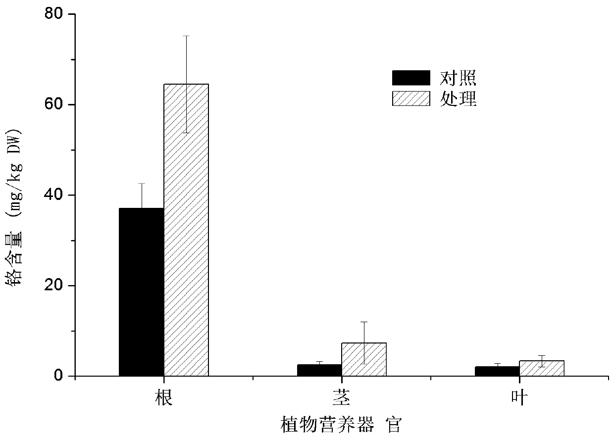 Method for improving phytoremediation efficiency of chromium contaminated soil