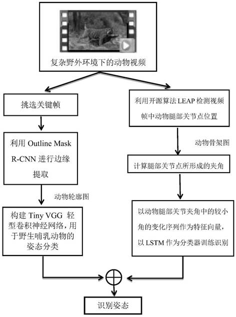 Mammal posture recognition method based on body contour and leg joint skeleton