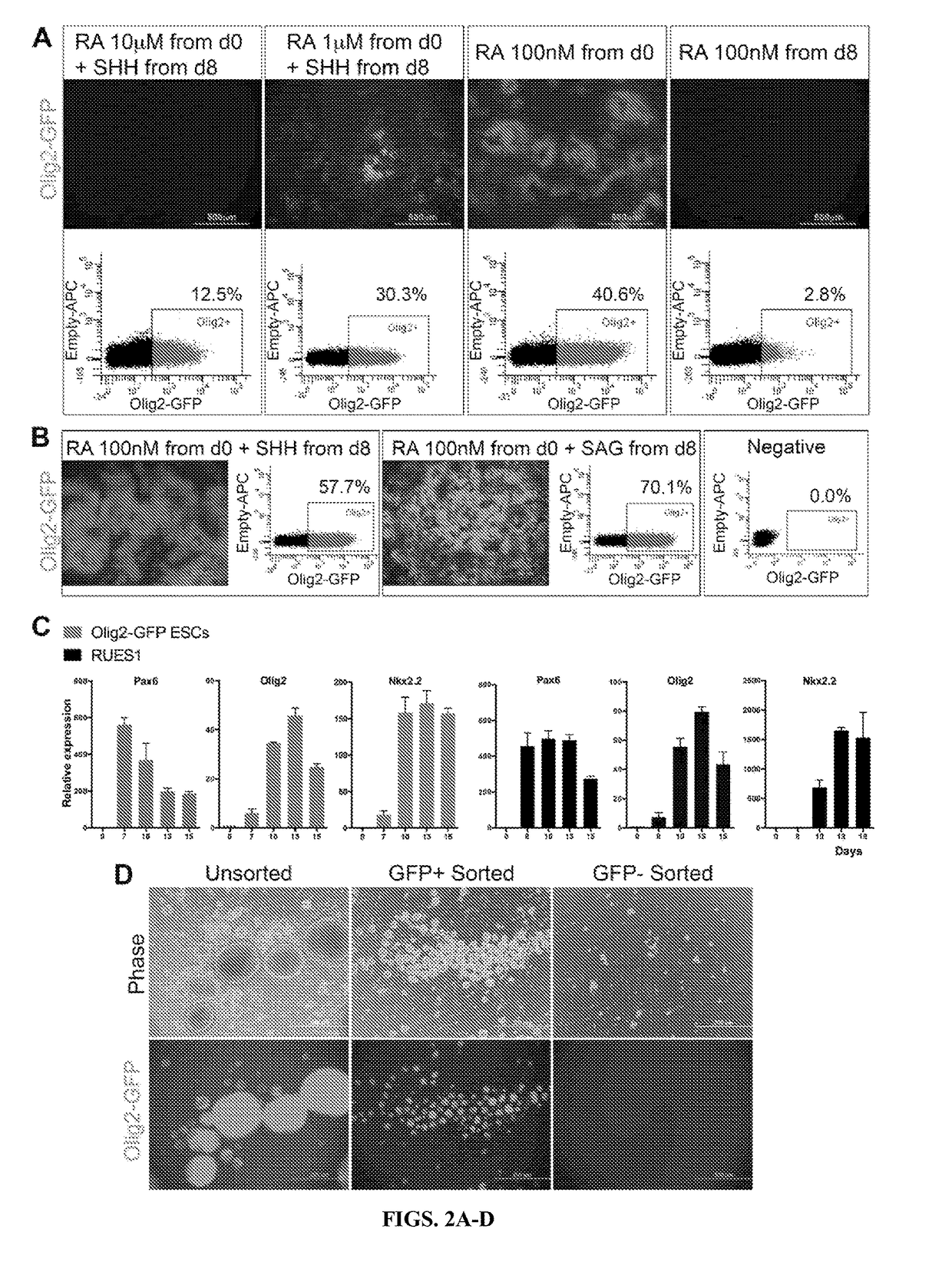 Functional oligodendrocytes derived from pluripotent stem cells and methods of making and using the same