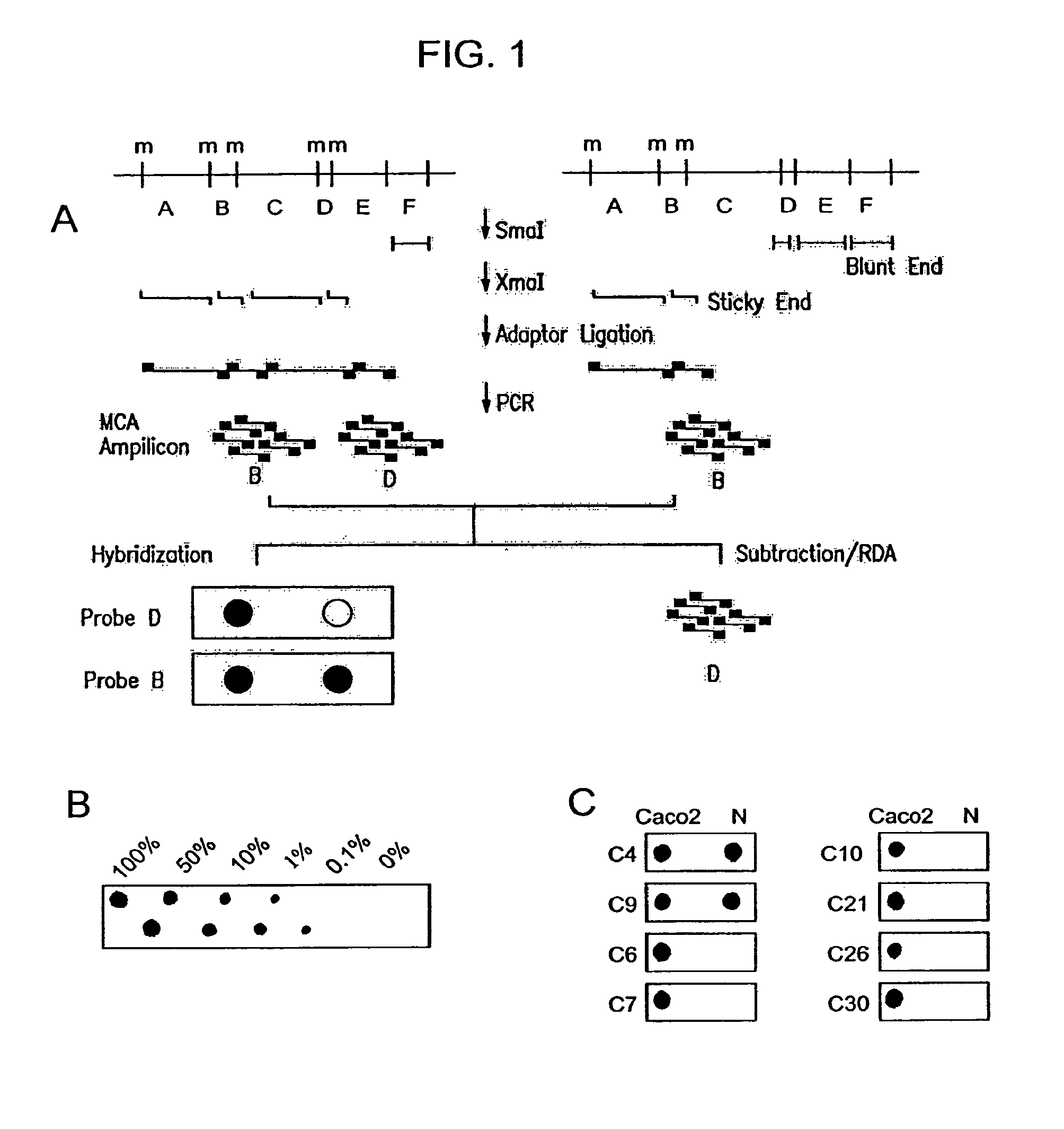 Methylated CpG island amplification (MCA)