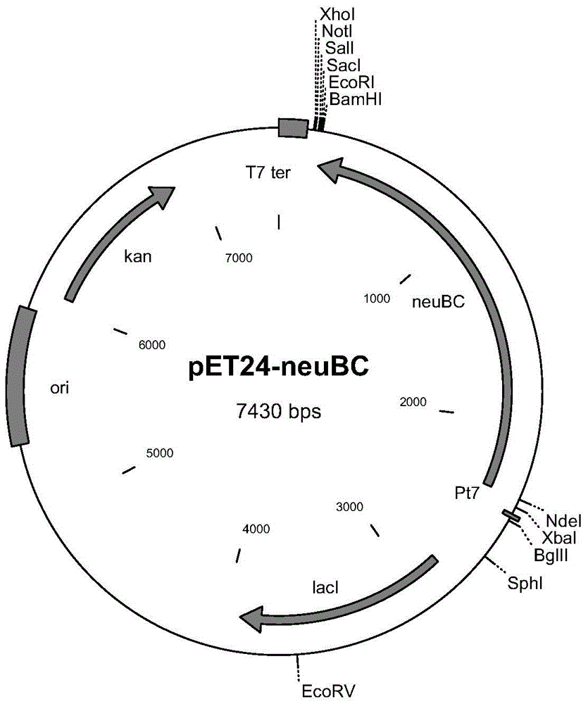 High-yield N-acetylneuraminic acid metabolic engineering bacterium and construction method and application