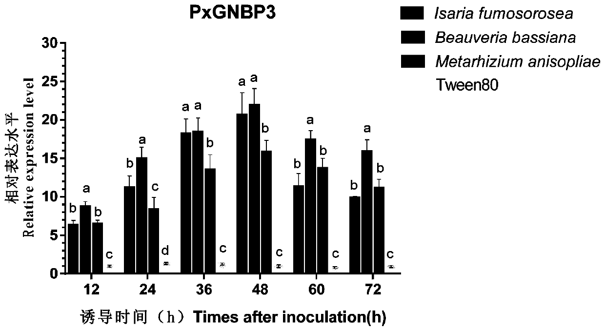 Recombinant fungus targeting expression of silent pest-pattern recognition protein GNBP3 gene and application of recombinant fungus in pest control