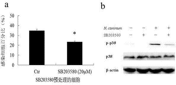 Novel anti-neosporosis drug