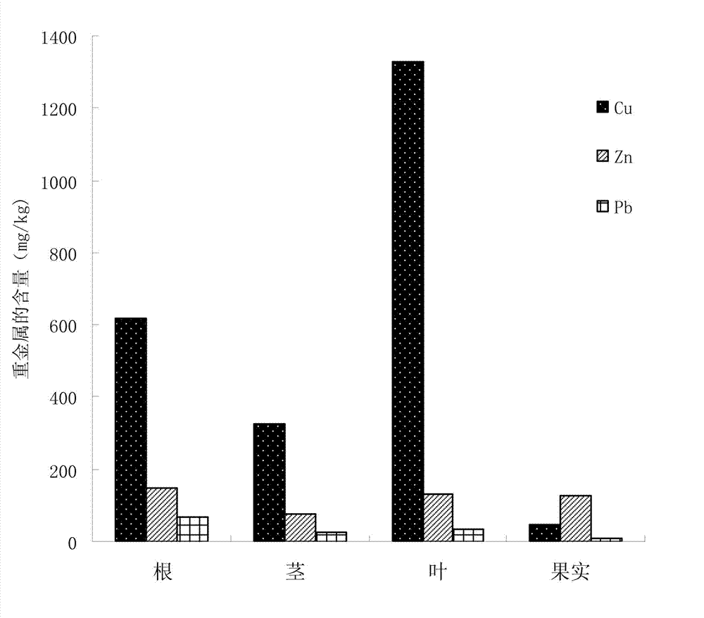 Method for repairing copper-contaminated soil by using hyperaccumulator-sesame