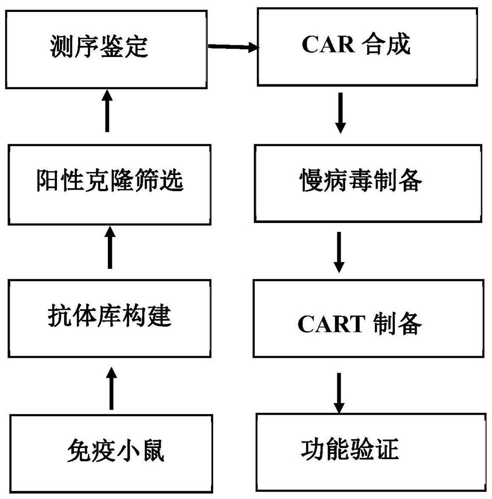 CD123 binding protein, CAR containing CD123 binding protein and application thereof