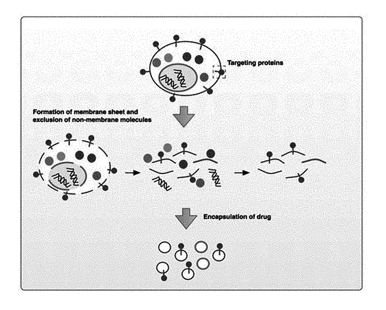 Cell membrane-derived nanovesicles and use thereof