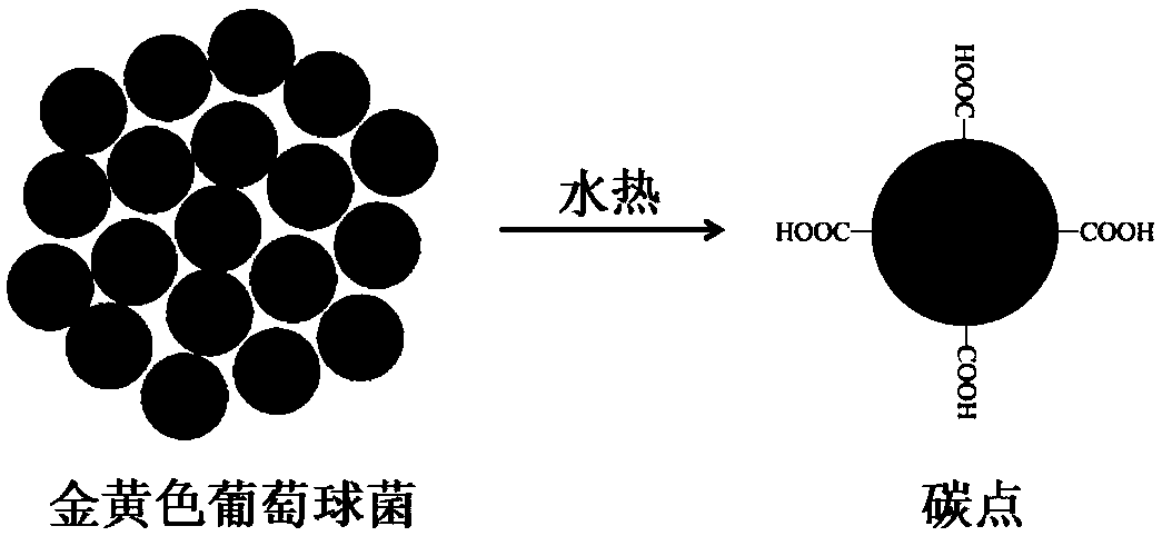 A fluorescent carbon dot and its preparation method and application