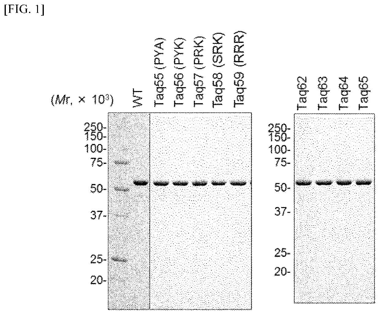 DNA polymerase variant