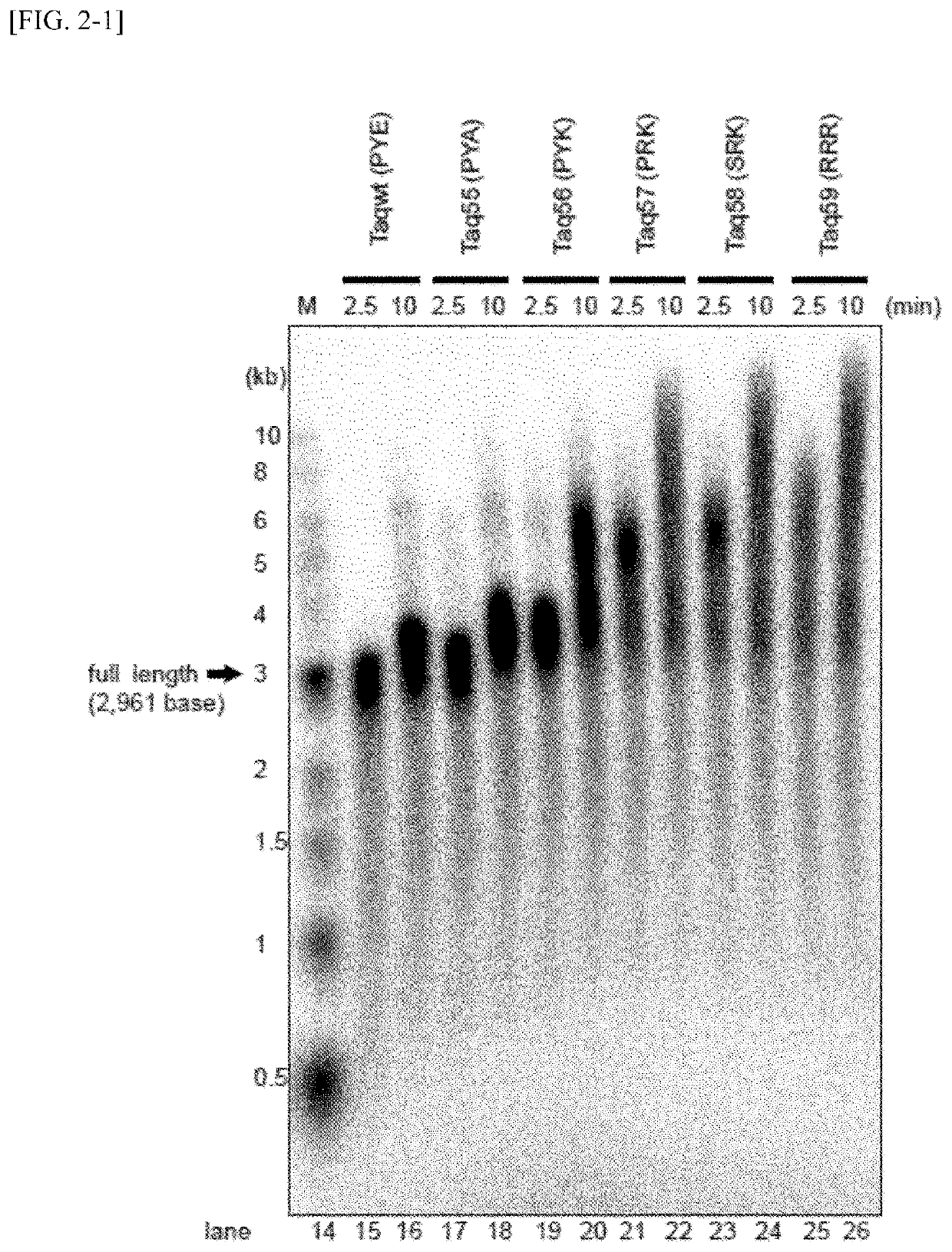 DNA polymerase variant