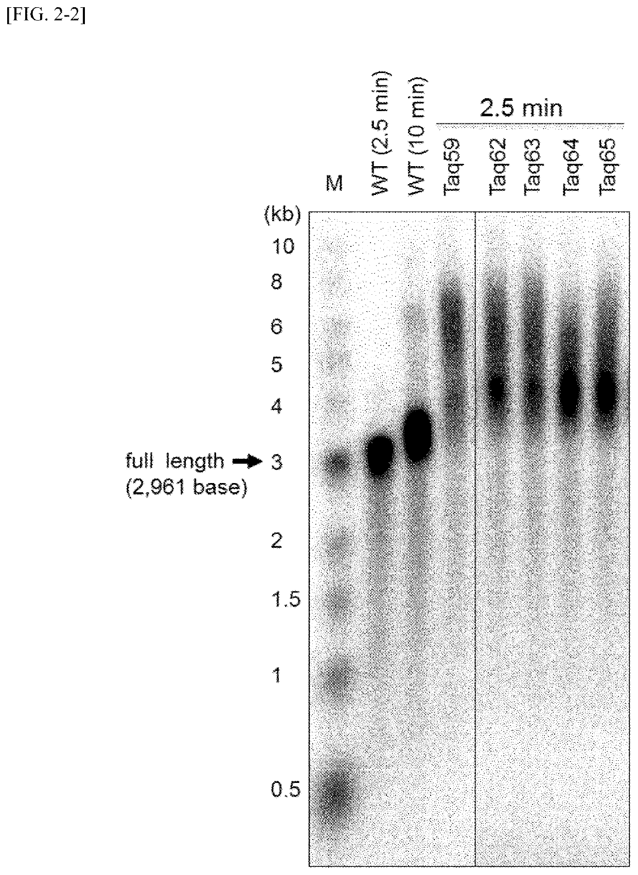 DNA polymerase variant