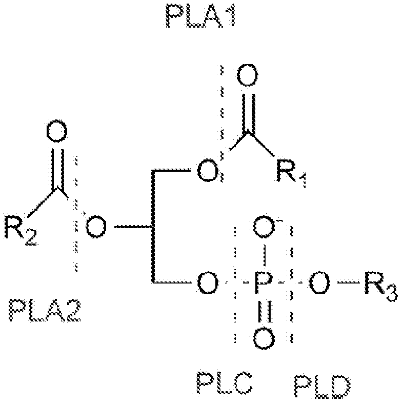 Enzymatic assay for the quantitative determination of phospholipase A1 or A2 activity in a sample