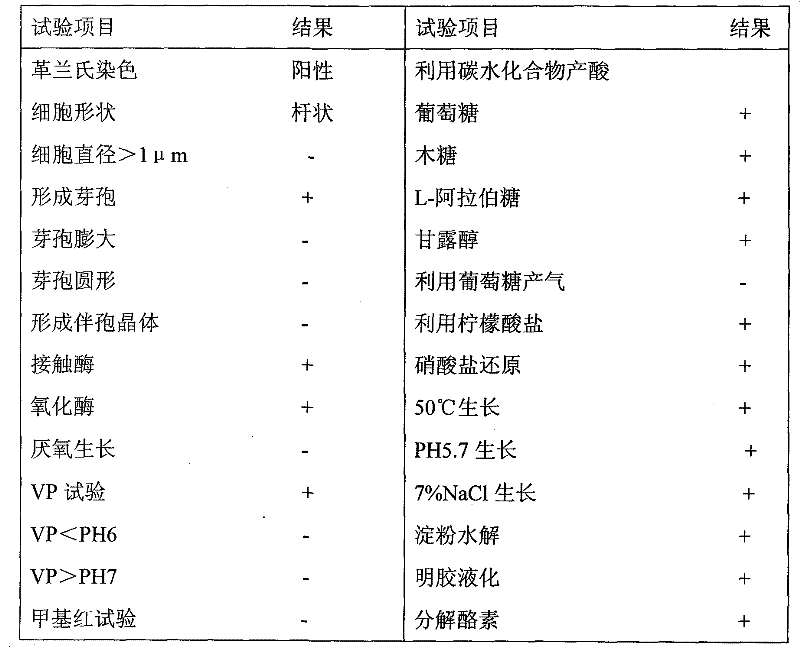 Preparation method of raw powder of each gram of bacillus subtillis with five hundred billion of live germs