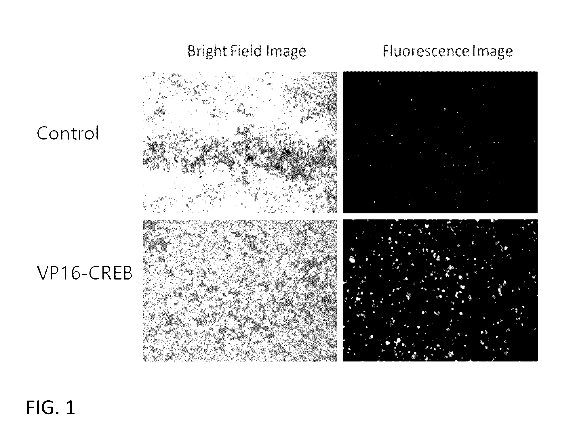 VP16-CREB fusion gene