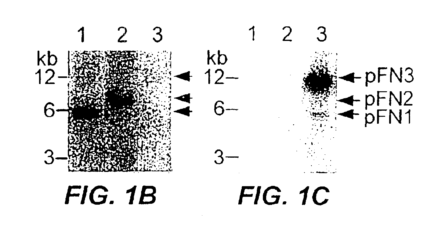 Fusobacterium nucleic acids, plasmids and vectors