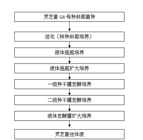 Method for preparing lucid ganoderma mycelium liquid from slag water generated in production of starch