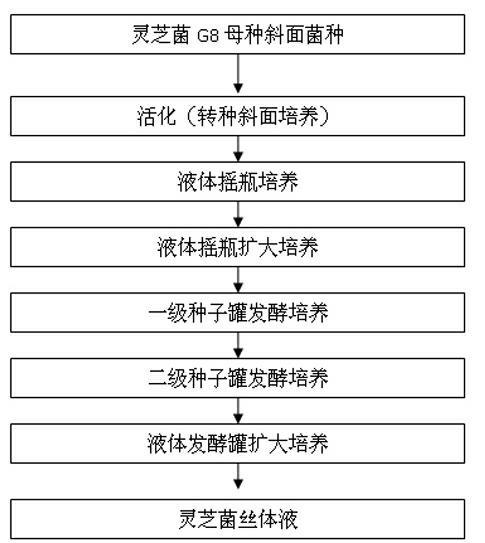 Method for preparing lucid ganoderma mycelium liquid from slag water generated in production of starch