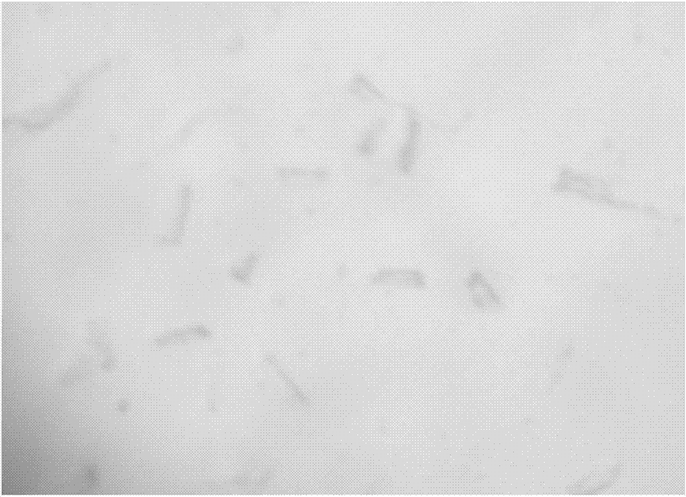 Preparation method of suspending agent containing pyraclostrobin and copper abietate