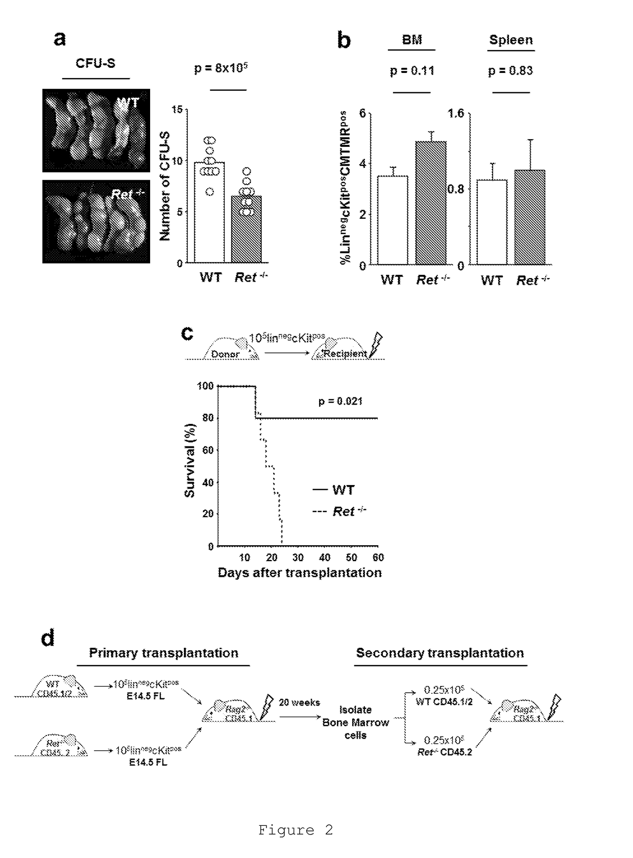 Use of RET agonist molecules for haematopoietic stem cell expansion protocols and transplantation therapy and a RET agonist kit