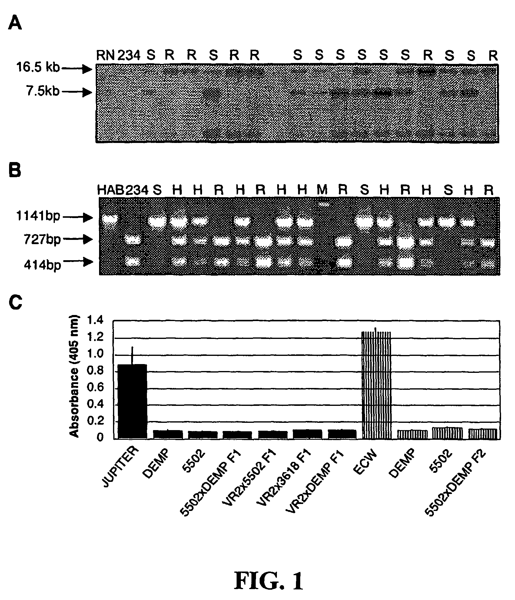 Recessive plant viral resistance results from mutations in translation initiation factor eIF4E