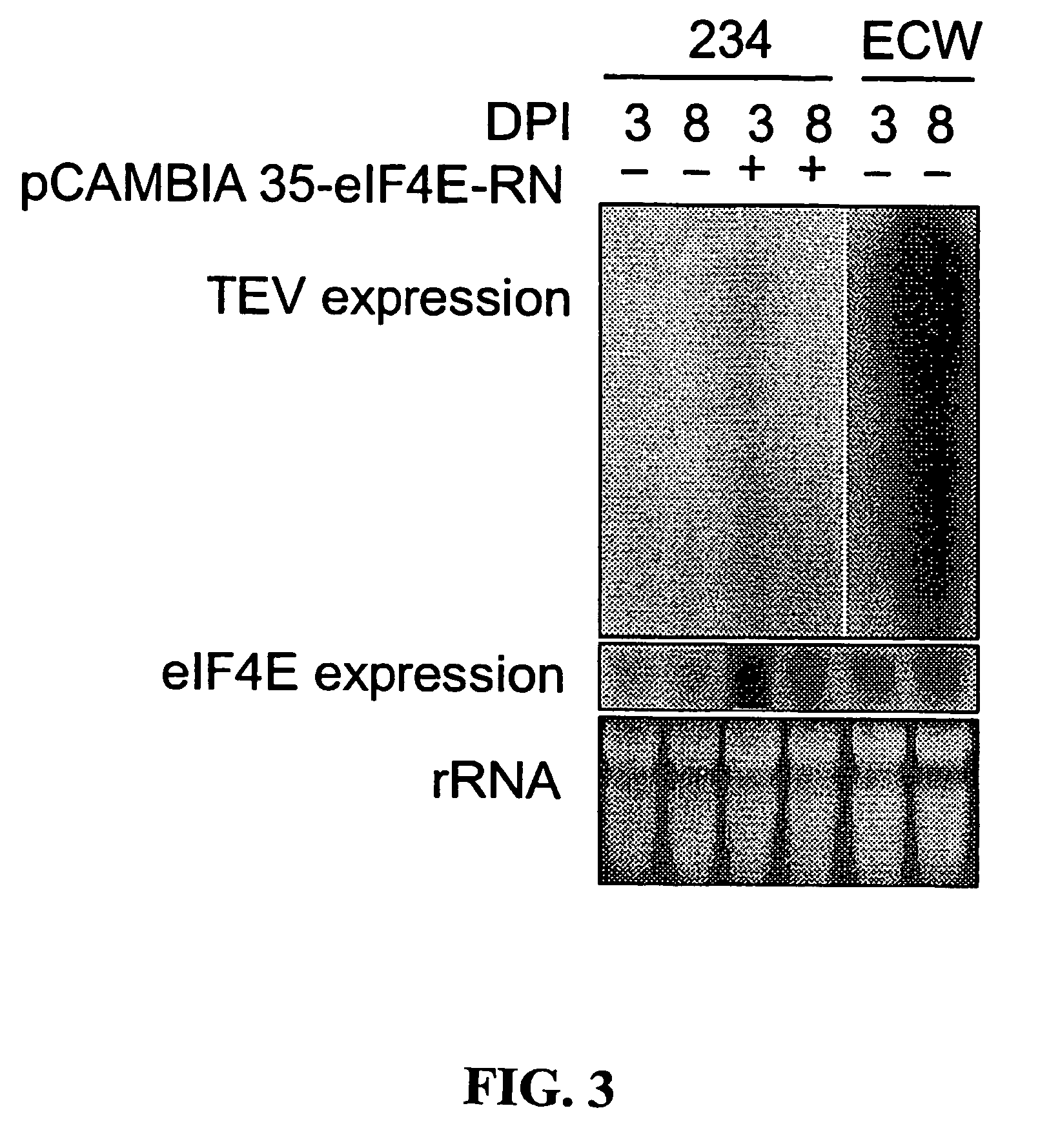 Recessive plant viral resistance results from mutations in translation initiation factor eIF4E