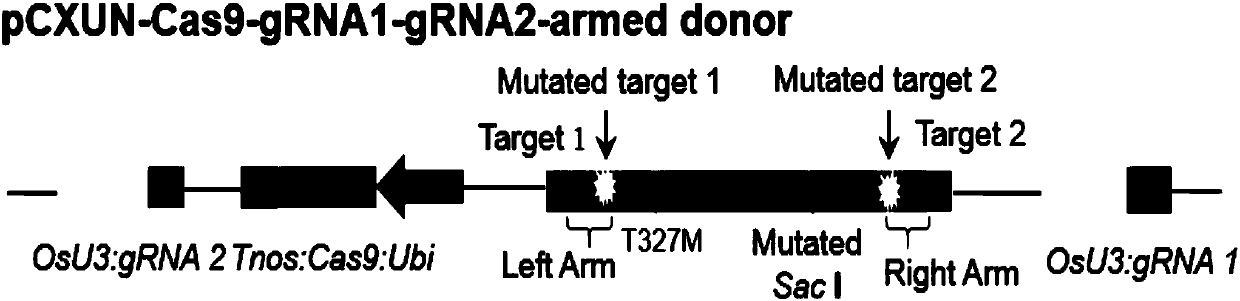 CRISPR-mediated rapid and effective crop site-specific gene fragment or allele replacement method and system