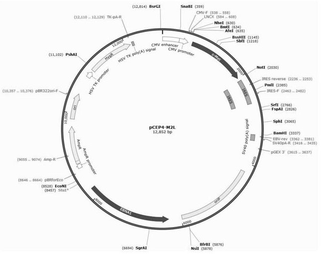 Human induced pluripotent stem cell and preparation method and application thereof