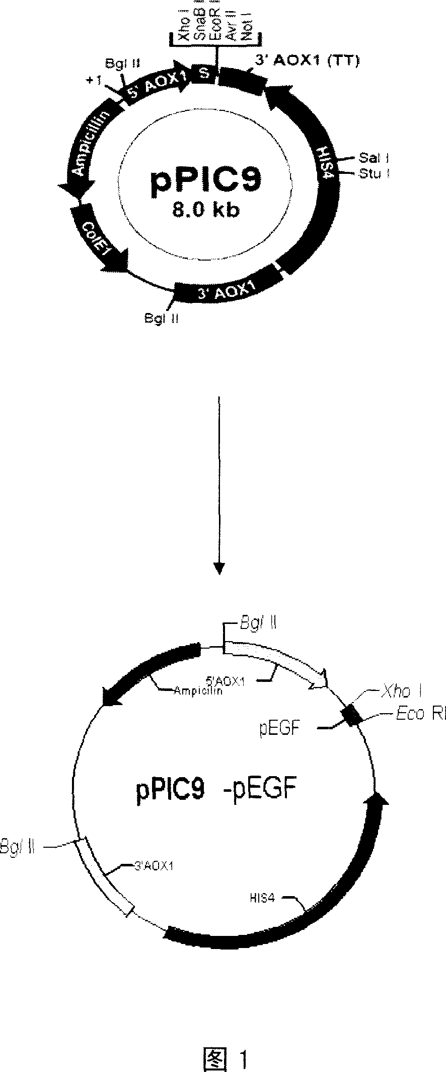 Pig's epidermal growth factor gene and its application