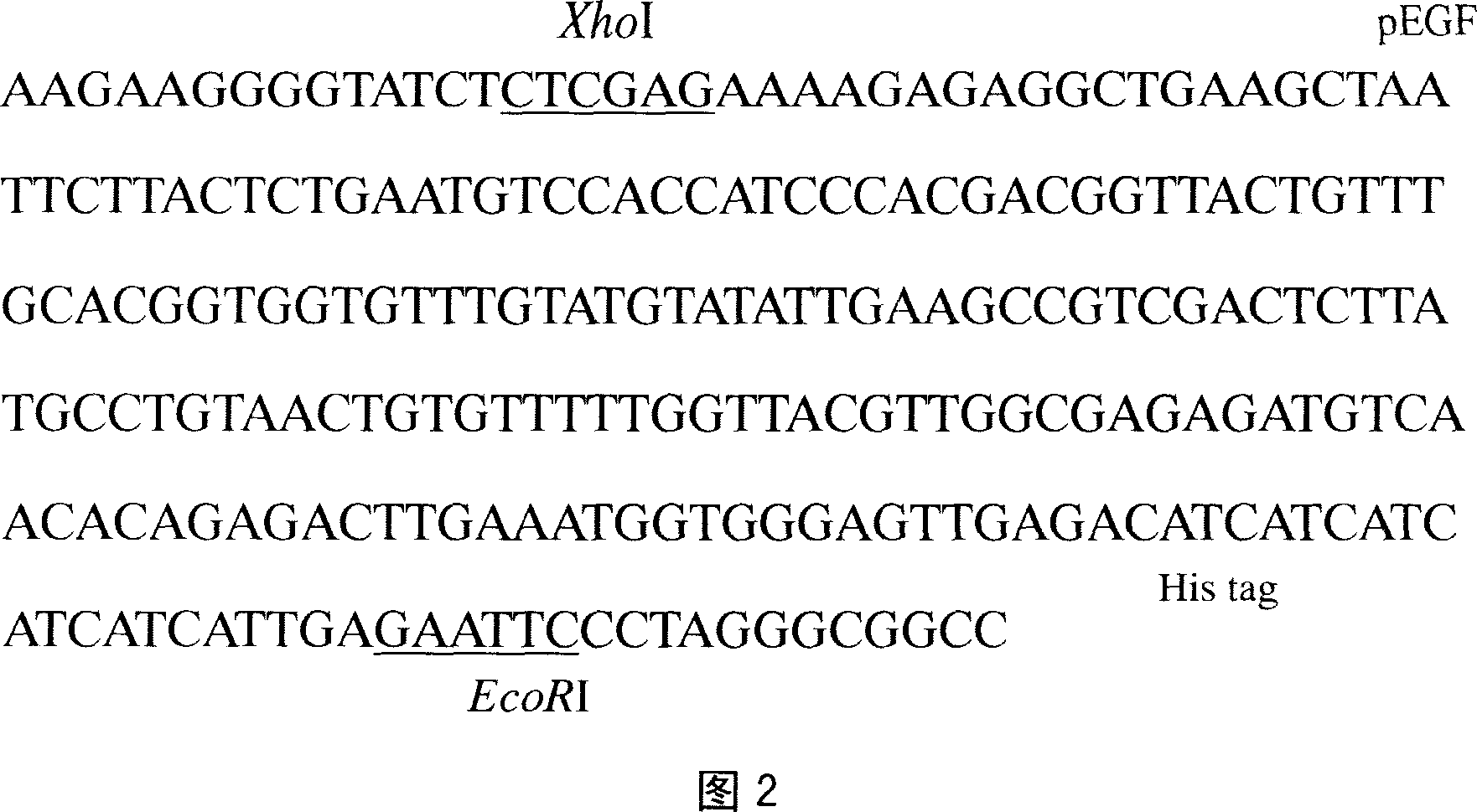 Pig's epidermal growth factor gene and its application