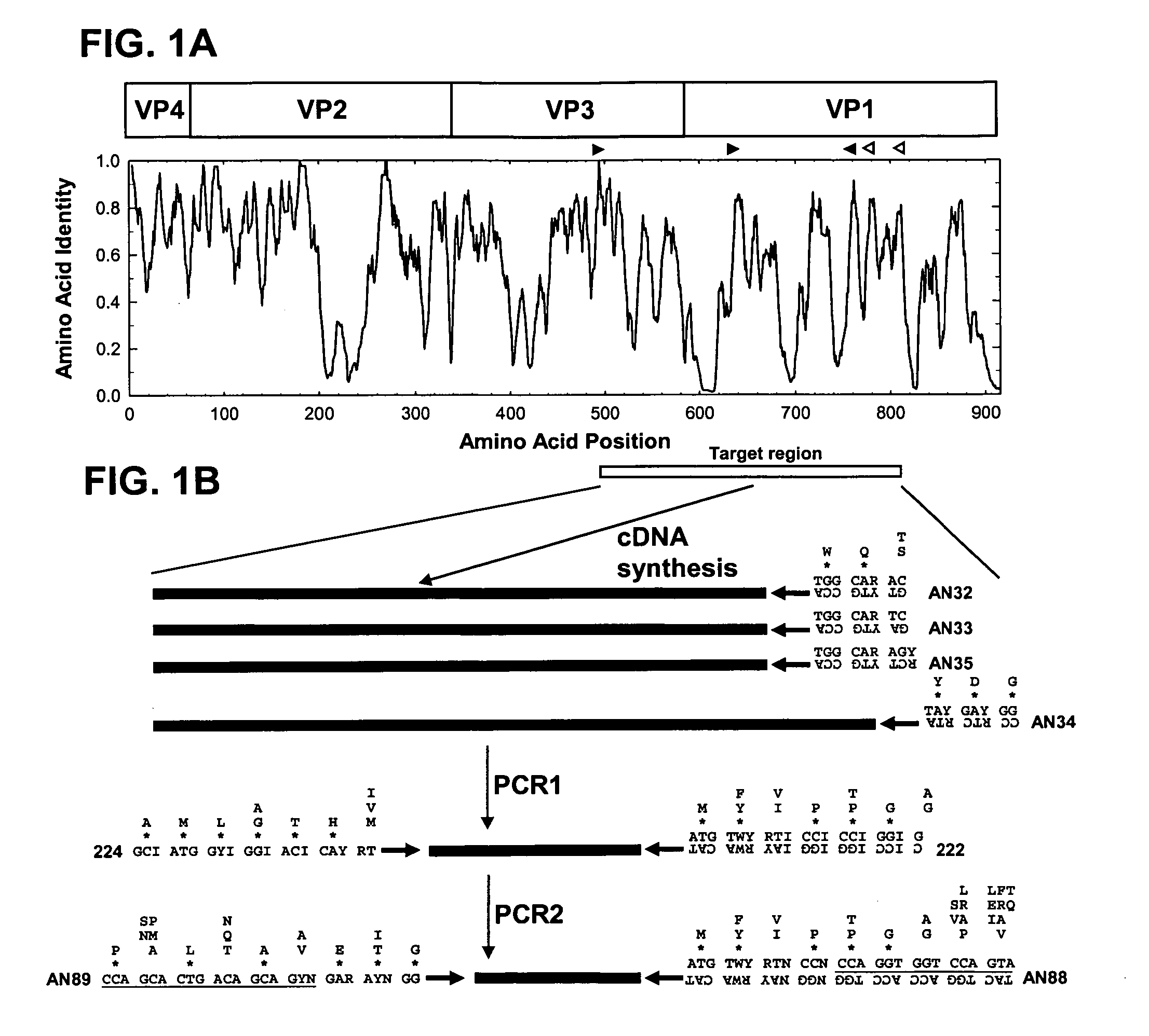 Detection and identification of enteroviruses by semi-nested amplification of the enterovirus VP1 protein