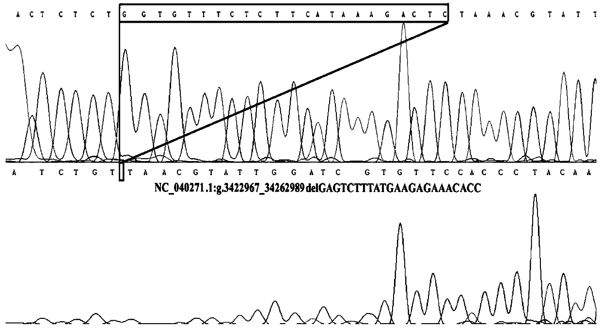 Primer pair, kit and method for detecting insertion / deletion polymorphism of sheep PRL gene and application of primer pair, kit and method