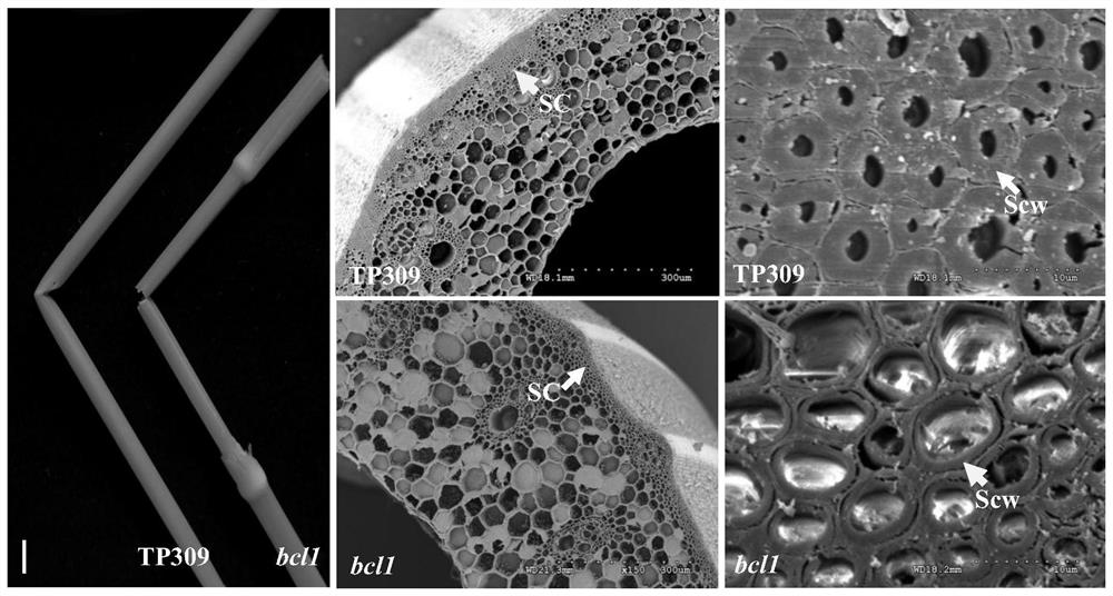 Application of protein and related biological materials thereof to regulation and control on mechanical strength of plants